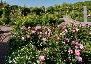 RHS Rosemoor