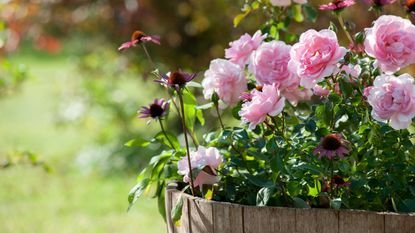 pink roses and echinacea in barrel