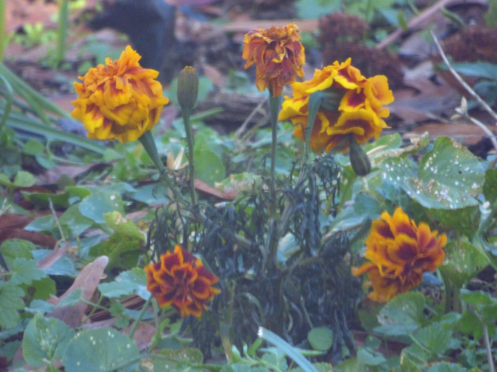 Temperature Stress In Plants How Does Temperature Affect Plant Growth? Gardening Know How