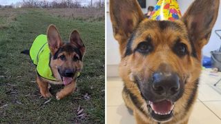 The Internet is trying to get its head around this German Shepherd-Corgi mix