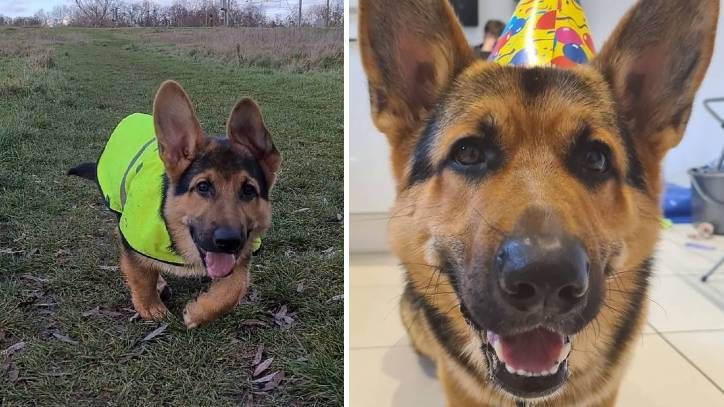 The Internet is trying to get its head around this German Shepherd-Corgi mix