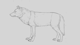 Pencil sketch of a wolf