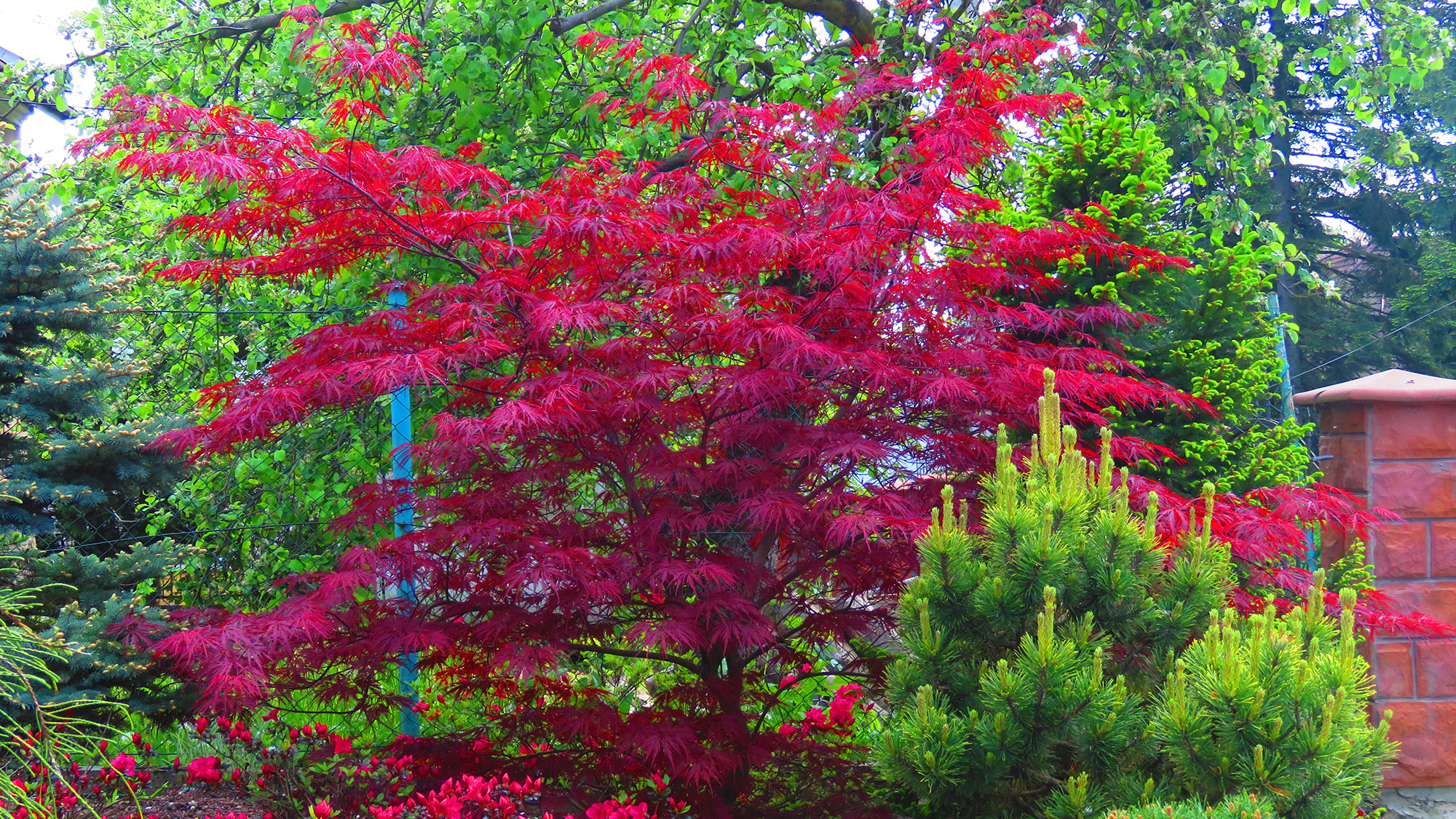 Japanese Maple