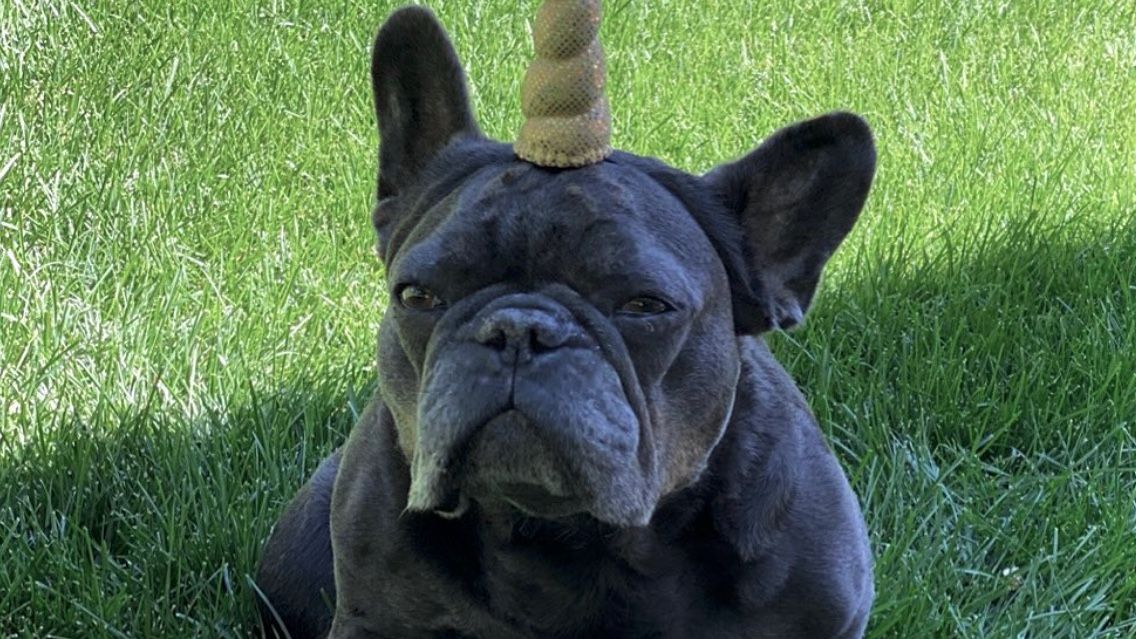 Linda Evangelista French Bulldog Mini Moon outside with unicorn horn on his head