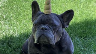 Linda Evangelista French Bulldog Mini Moon outside with unicorn horn on his head