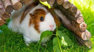 Guinea pig in shade outside