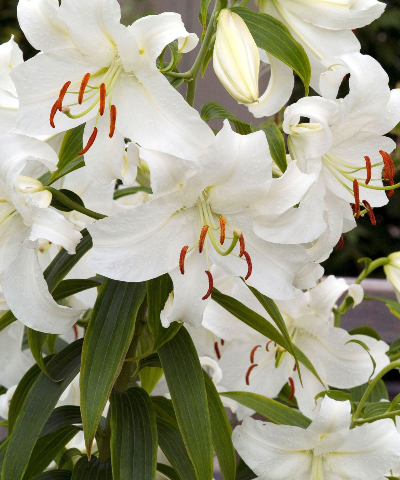 Types of lilies: 16 gorgeous varieties to choose from | Gardeningetc