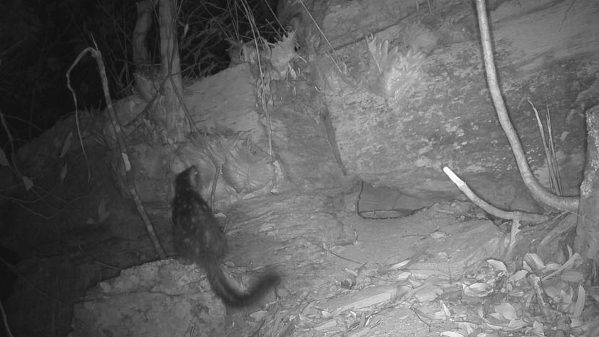 Screen from camera trap footage showing northern quoll in a rocky area with trees 