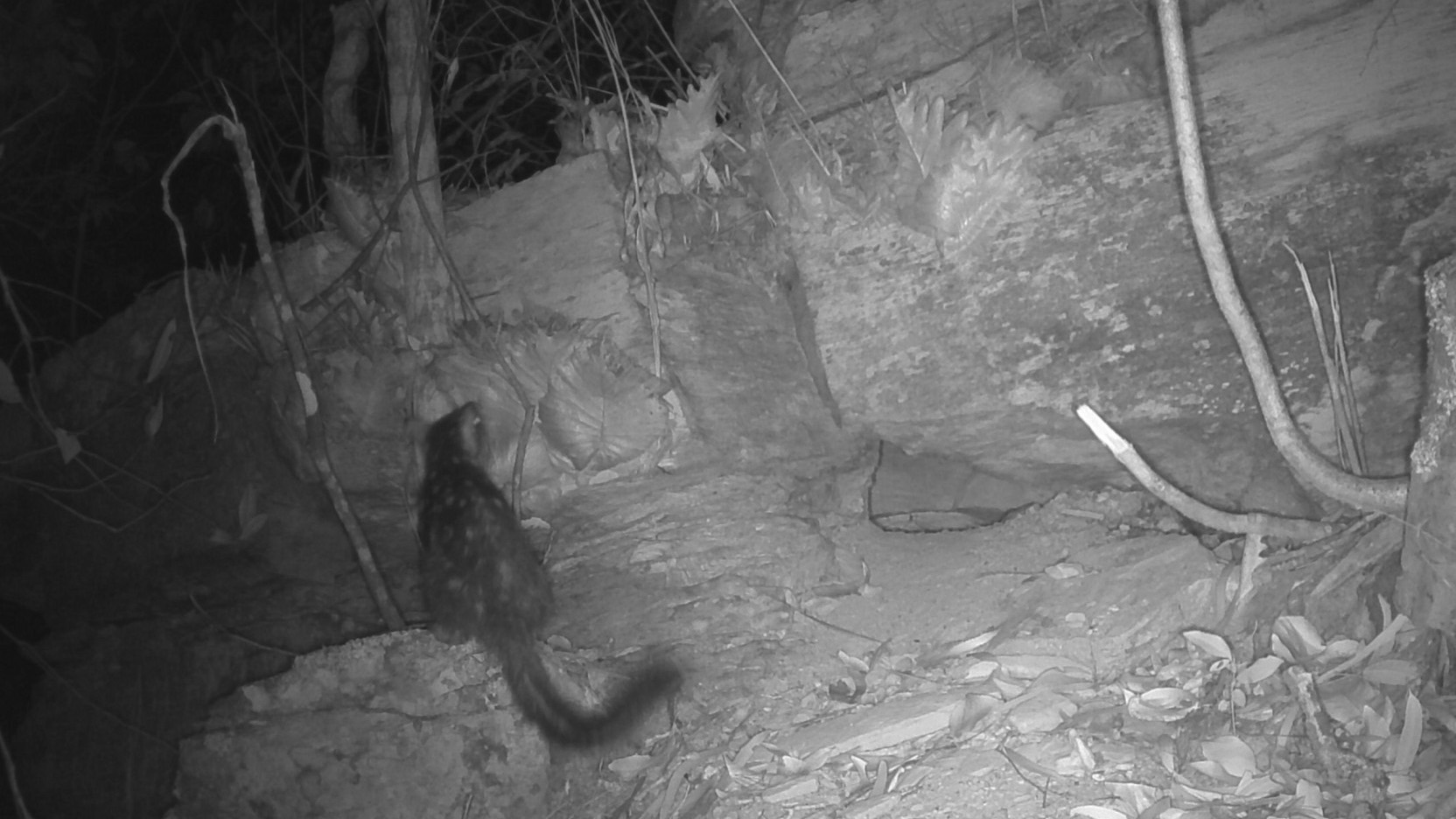 Screen from camera trap footage showing northern quoll in a rocky area with trees 