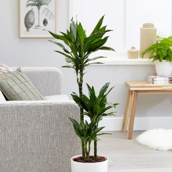 Dracaena Fragrans 'janet Lind'