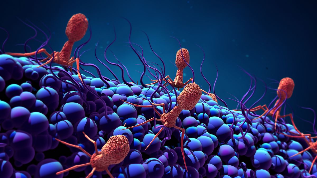 Scientists Discover Largest Bacteria eating Virus It Blurs Line