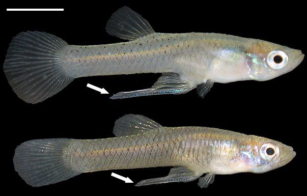 Female Fish Attracted to Well Fed Mates Live Science