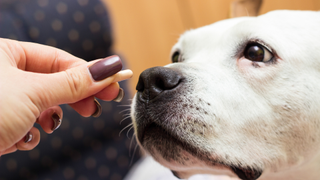 Dog being fed a tablet by owner