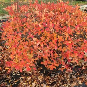Low Scape Mound&amp;reg; Chokeberry