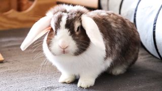 How to bunny-proof a room: Close up of brown and white bunny indoors
