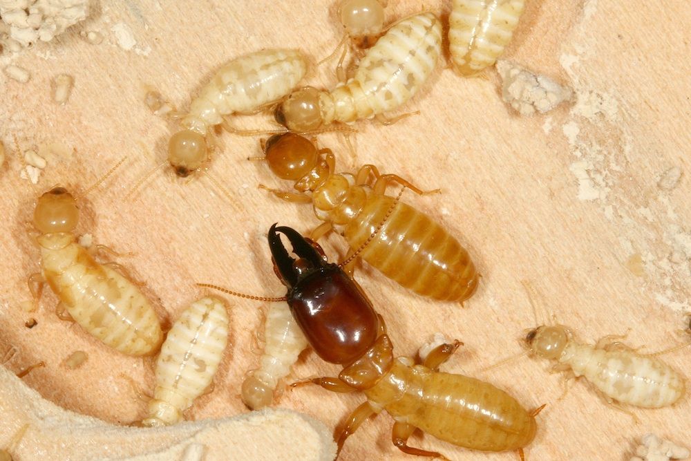 termite castes.