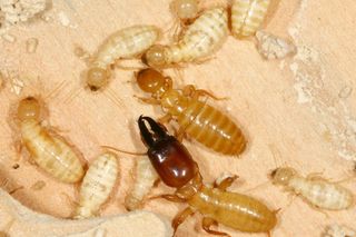 termite castes.