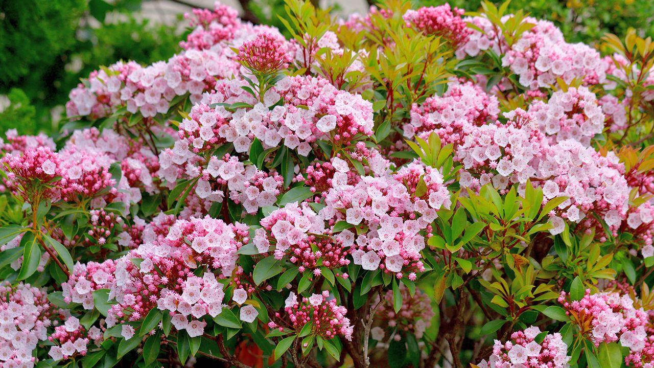 Mountain laurel fragrant hedge plants in bloom