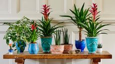 Houseplants on a table