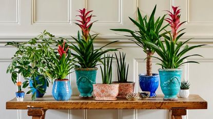 Houseplants on a table