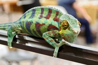 GuruShots - Animal Kingdom