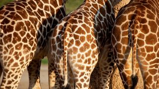 the rear ends of three adult giraffes standing next to each other