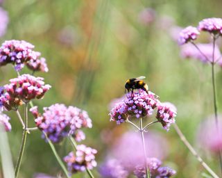 bumble bee on purple flower