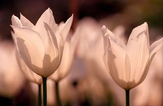 Pashley Manor tulip festival in Ticehurst