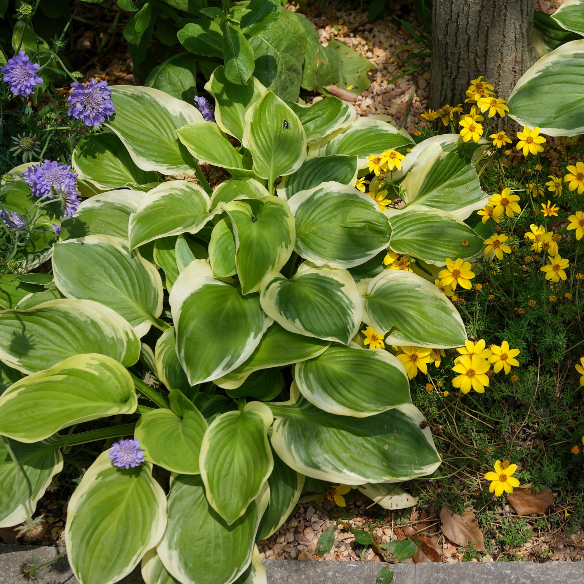 hostas