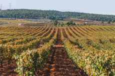 Finca-san-blas-vineyards.jpg