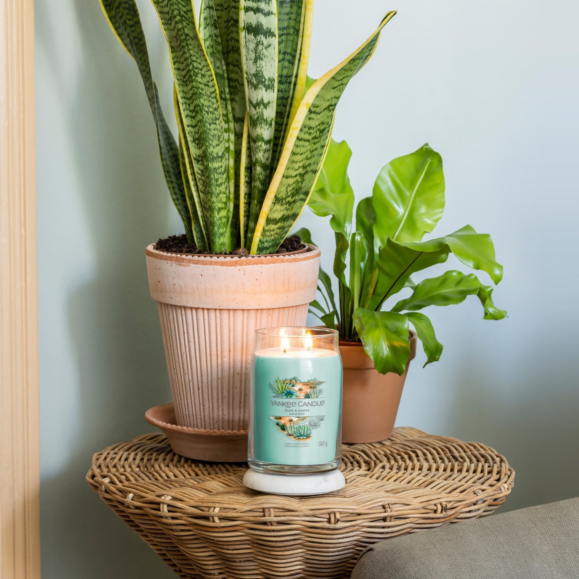Yankee Candle Aloe & Agave
