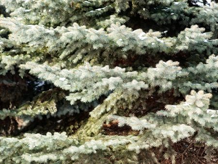 Light Green Engelmann Spruce Tree