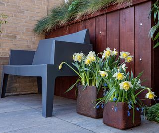 spring planters with Siberica scilla and Double Pam narcissus