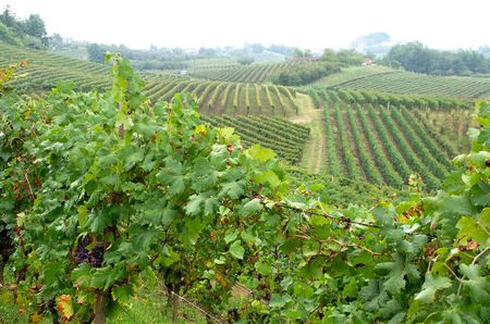 Slopes of green vines, with some grapes on the vines in the foreground