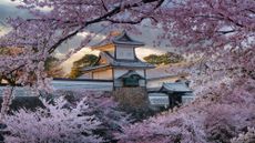 cherry blossoms, Kanazawa, Ishikawa, Japan 