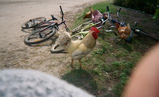 cockerel and hens wander around children's bikes on ground