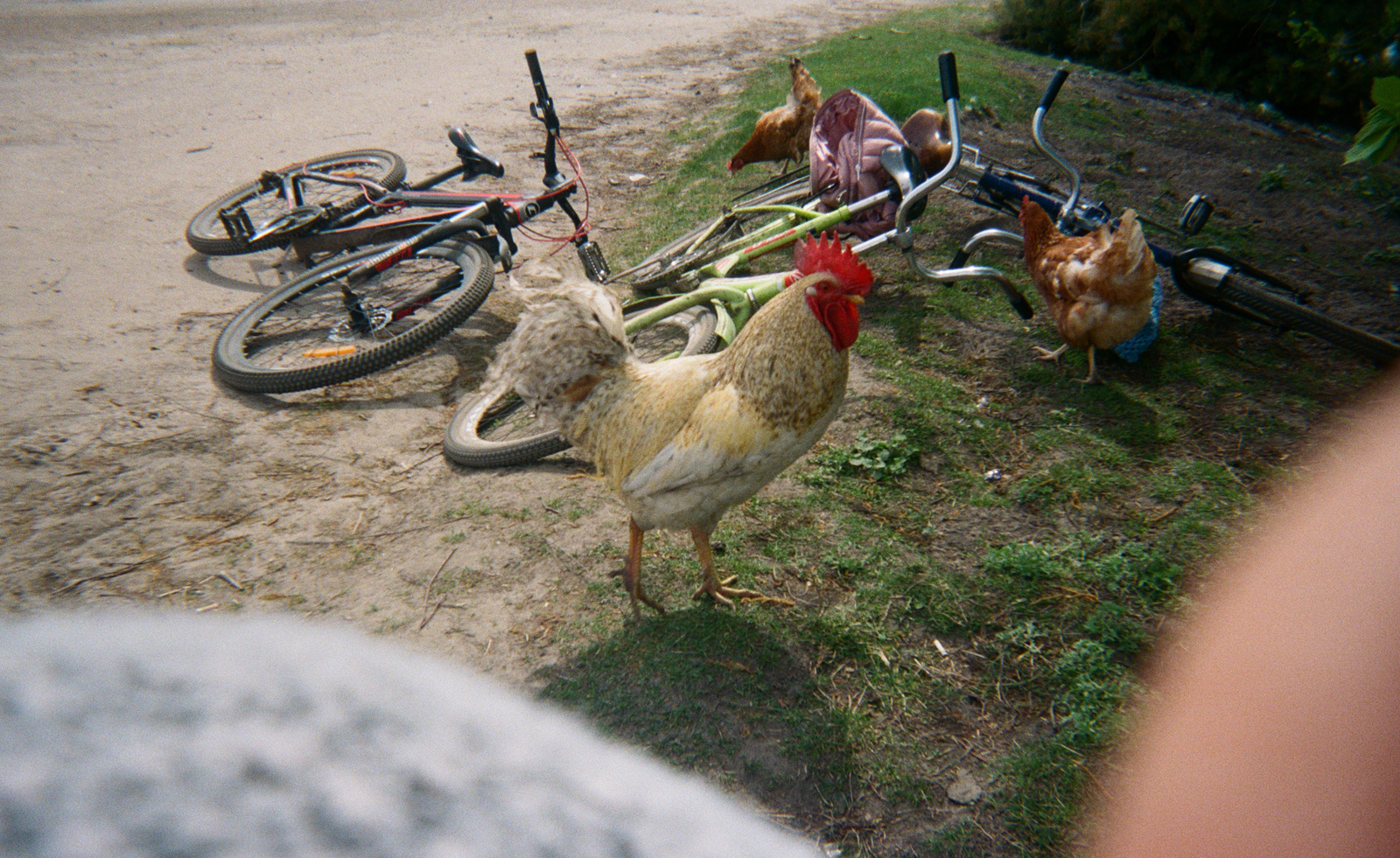 cockerel and hens wander around children's bikes on ground