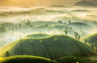 The tea hills of Phu Tho Province, Vietnam bask in morning light. Photographer Vu Trung Huan says: "Long Coc tea hill has mysterious and strange features when the sun is not yet up. Hidden in the morning mist, the green color of tea leaves still stands out. Early in the morning, holding a cup of tea, taking a breath of fresh air, Watching the gentle green stretches of green tea hills. It is true that nothing is equal!"