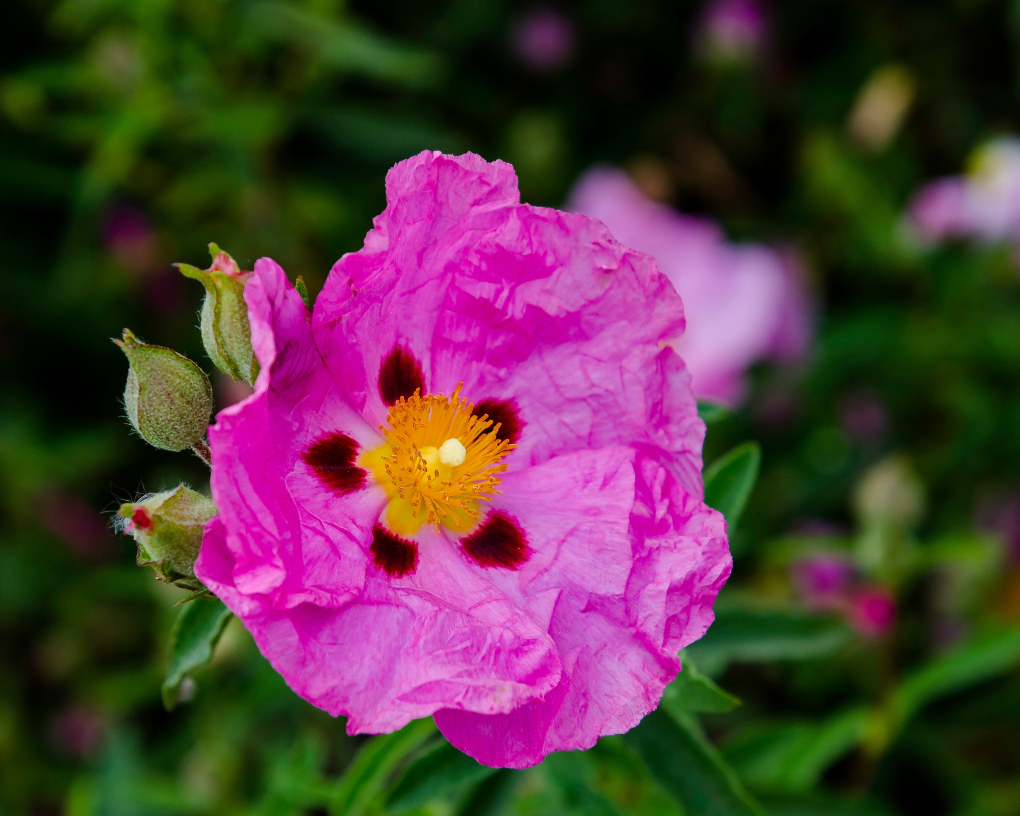 Cistus &amp;times; purpureus, commonly known as orchid rockrose, is one of the most commonly cultivated varieties of rockrose