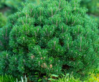 Conifers such as the dwarf Pinus mugo add height to rock gardens