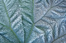 Ice queens: hoar frost highlights the veining on a leaf of Gunnera manicata, the giant rhubarb. Credit: Jonathan Buckley