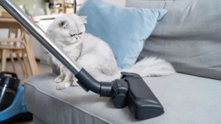 Close up of vacuum cleaner removing fur from couch as cat watches on