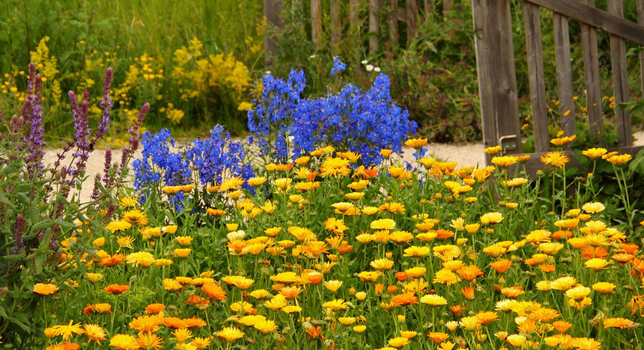 marigolds in a flower bed