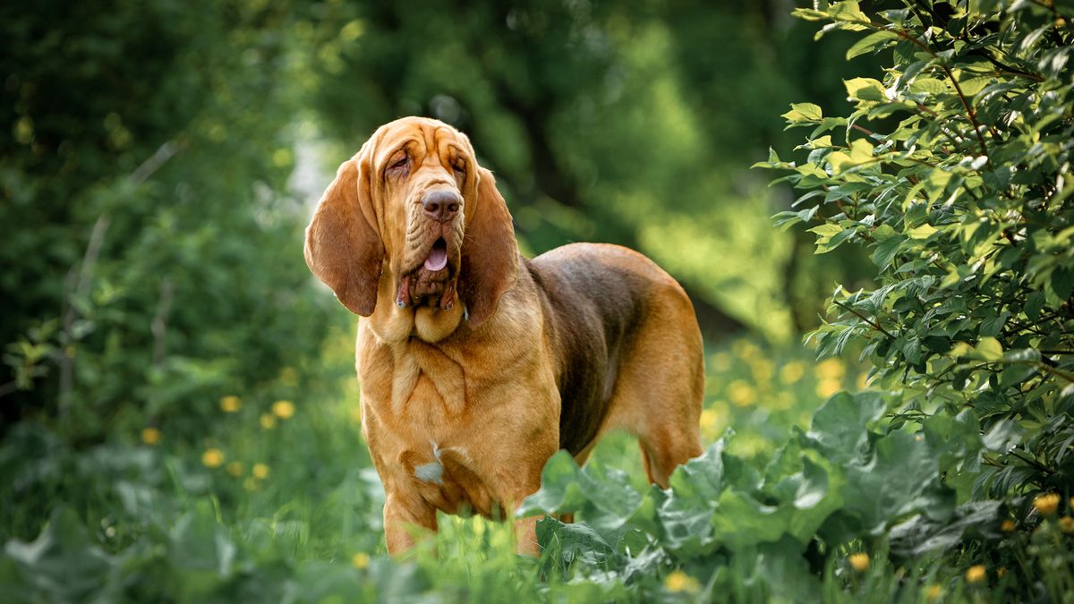 Bloodhound in greenery