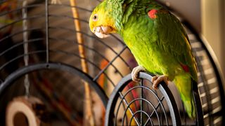 Bird sitting on cage