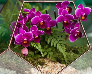 Pink orchid in terrarium