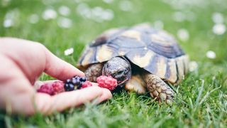 Tortoise eating berries, hand-fed