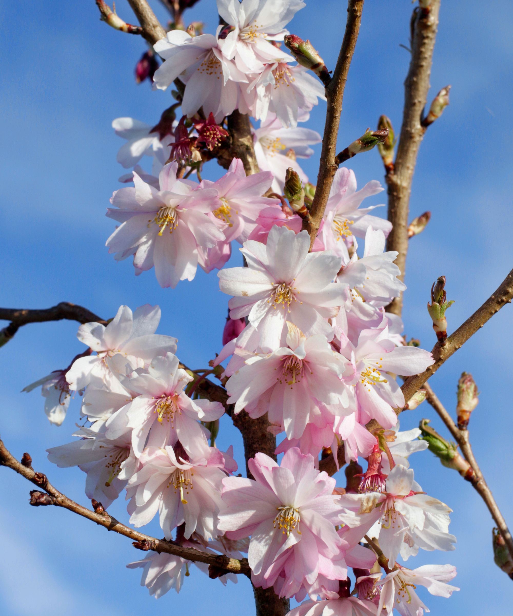 Winter flowering cherry tree