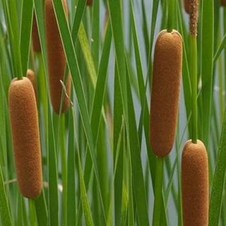 Graceful Cattail, a Great Live Pond Plant for Your Water Garden. Filters the Koi and Goldfish Pond. Good for Bogs, Plant Shelf or Shallow Water This Marginal Aquatic Is a Real Beauty