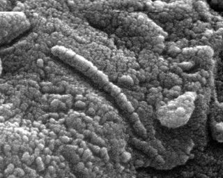 Martian fossil? This microscopic shape was discovered within Martian meteorite ALH84001, with the debate still on over whether it is a fossil of a simple martian organisms that lived 3.6 billion years ago.